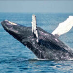 whale