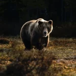 bear