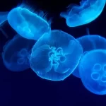 bluebeauty
