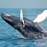 whale-pic